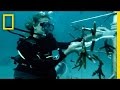 Coral Reefs: Conservation and Biology