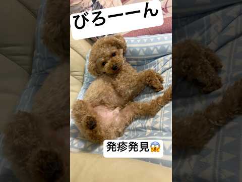 【トイプードル】お腹ｶﾕｶﾕあんよﾋﾞﾛｰﾝ【日常】#トイプードル #トイプー #toypoodle #プードル #可愛い #犬のいる暮らし #犬のいる生活