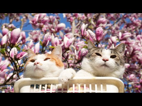 猫の動画サムネイル - 木蓮の花　のせ猫　2025　250504