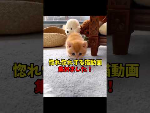 猫の動画サムネイル - 天晴れ惚れ惚れ❤️ #猫 #cat #cats #cute