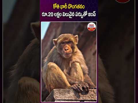 కోతి భారీ దొంగతనంరూ.20 లక్షల విలువైన పర్సుతో జంప్ #Monkey #jewellery #thief #abndigital