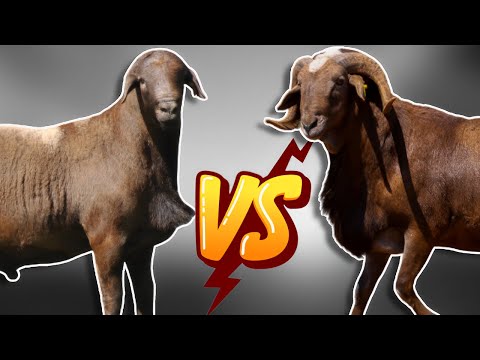Meatmaster VS Damara | Which One to Choose?