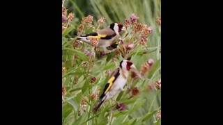 🔥بتبتة #الحسون المحفزة نار 🌿