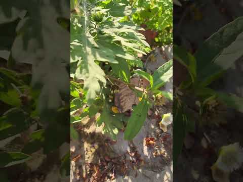 बाल को जड़ से काला करने वाला पौधा A plant that turns your hair black #ytviral #short #hairtip #hair