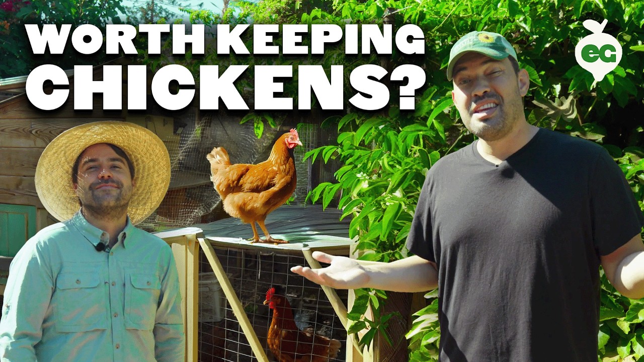 Is Keeping Chickens Even Worth It