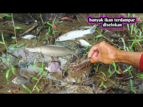 REJEKI HARI INI DAPAT IKAN ALIGATOR AIR PAYAU LOKAL DAN BERBAGAI IKAN UNIK DAN UDANG