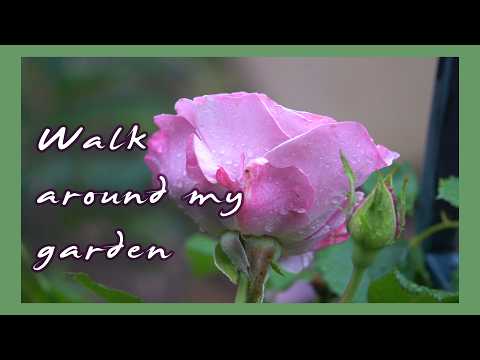 Wet Tennessee Morning | My Garden Sights & Sounds
