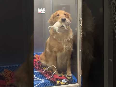 Dog shows off her puppy ❤️ (🎥: ViralHog)