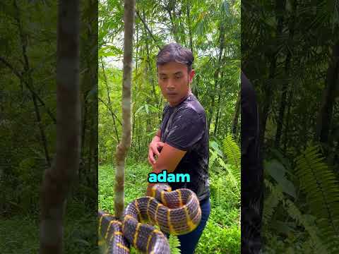 Yeşil Yılanın Isırığına Dayanabilen TEK İnsan! 😳🐍