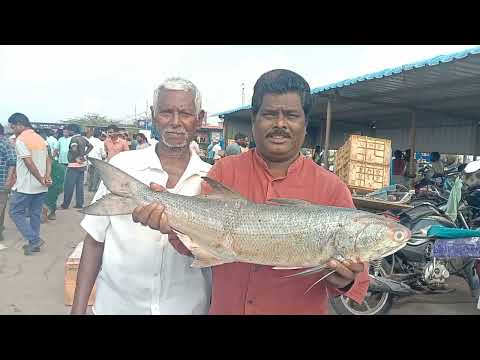 Indian salmon fish -- Mahi Mahi fish - Health benefits