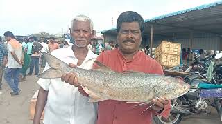 Indian salmon fish -- Mahi Mahi fish - Health benefits