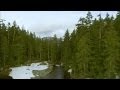 Boreal Forest Insights: Ecological and Cultural Significance