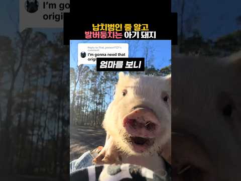 납치범인 줄 알고 발버둥치는 아기 돼지 #동물 #돼지