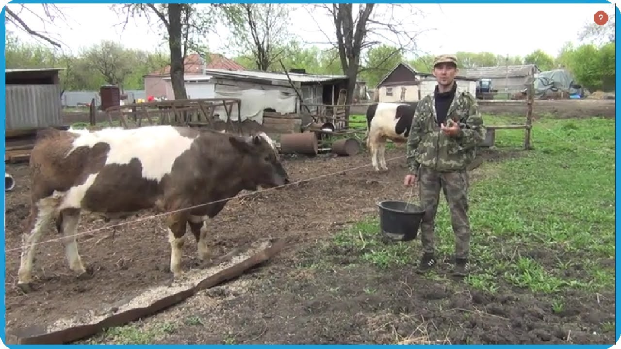 Сдали быка на мясо, такого результата не ожидали, жизнь в деревне