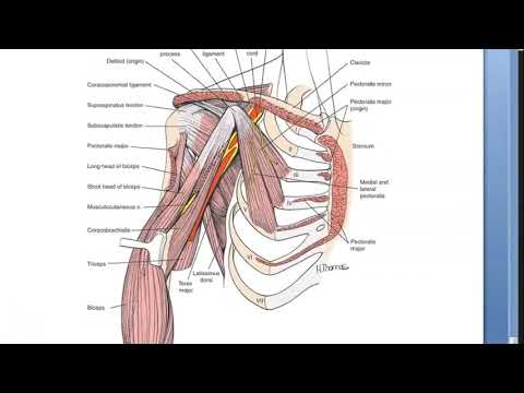 Anatomy 093 Coracoid Process Attachements Atavistic Epiphysis Appearance Fusion Bone Scapula PYQ Upp