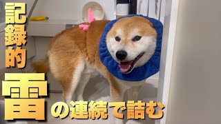 雷嫌いの柴犬。観測史上最高の豪雨、記録的雷にフル装備で乗り切る。