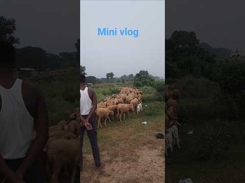 बहुत सारे भेड़चाल #wildlife #discovery #animalshorts #vlog