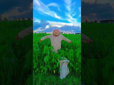 এই চোরটাকে আজ পর্যন্ত কেউ ধরতে পারল না #vlogwithsohelvillagelifestyleinbangladeshbeautiful #
