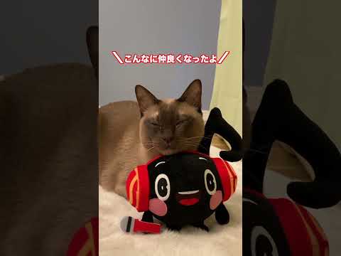 ニャンズと戯れる!【ジョイオンプー】