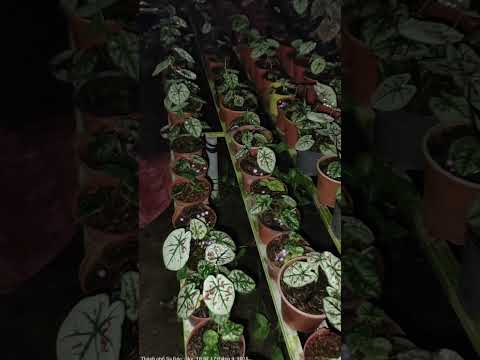 Khi cả thế giới ngủ, lá vẫn thức cùng trăng” 🍃 #cayxanh #caladium