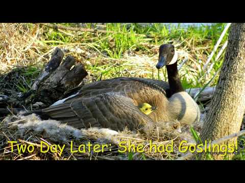 Hanging with Heckrodt: Wetland Wildlife — Canada Goose