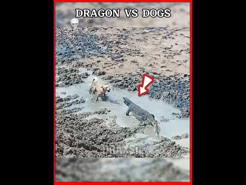 Dog vs Dragon ☠️#edit #animals #viralvideo