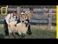 Mutton Busting Competition Insights