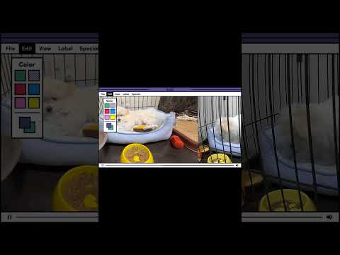 ちわまるの日常 #Dog #Daily #Healing #cute #犬 #日常 #癒し #可愛い #ちわまる #Chiwa #maltese