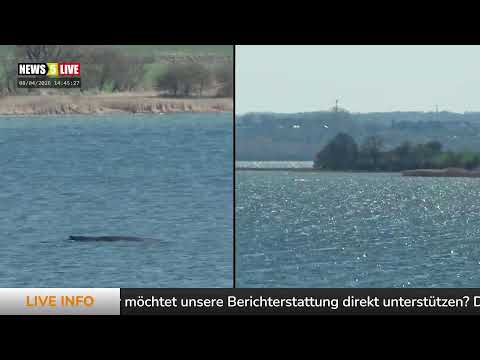 Aufzeichnung: Buckelwal "Hope" vor der Insel Poel - Tag 17 -