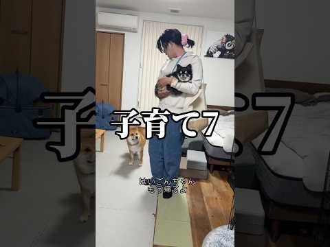 犬の動画サムネイル - 外で遊ぶと訳の分からないものを持って帰ろうとする子供 #柴犬 #チワワ #shorts