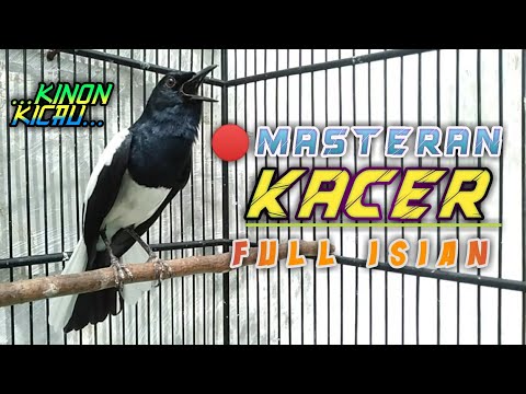 🔴 Masteran Kacer Full Isian Cucak Jenggot ( KORES ) || Mantap !!!