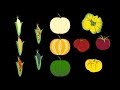 Understanding Monoculture and Polyculture