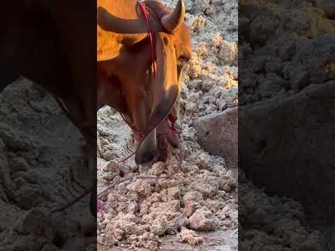 10กุมภาพันธ์2568 สท.ทอม เกษตรเชิงรุก 10กุมภาพันธ์2568