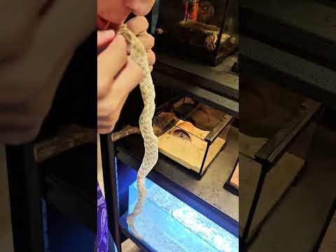 python snake