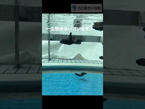 猫の動画サムネイル - Hello Baby #shots #名古屋港水族館