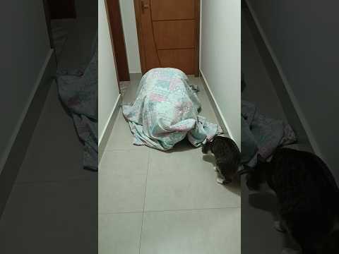 #cat
