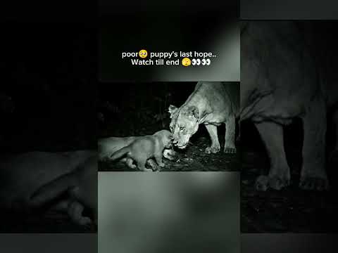 The lioness🦁 adopt poor puppy 🐶🐾 | 2025