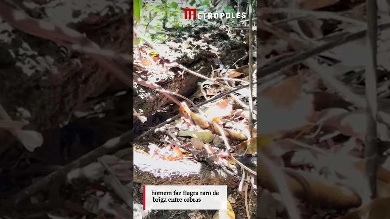 homem faz flagra raro de briga entre cobras