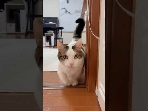 ひのき猫の可愛らしい動画で癒されませんか サムネイル