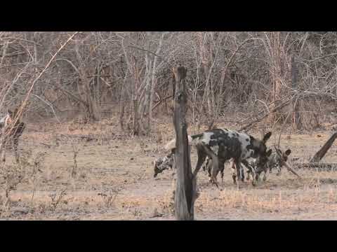 Wild Dog Pups First Adventures Beyond the Den