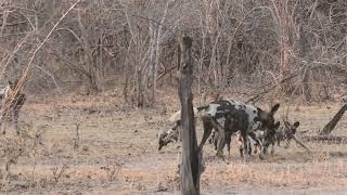 Wild Dog Pups First Adventures Beyond the Den