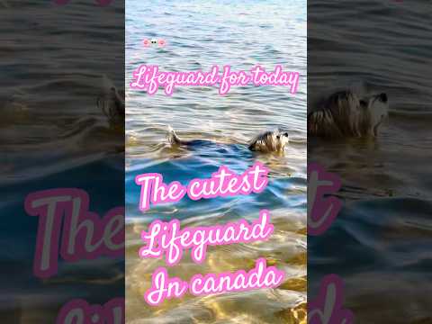 The cutest lifeguard in the world 💛💛💛 😎 #swimmer #puppy #puppies #yorkie #cute