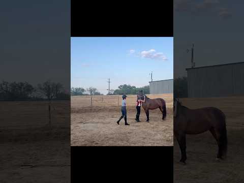 isn’t she adorable #horse #equestrian #equestrianriding #pony