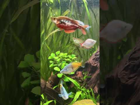 The rainbow fish community #aquarium 