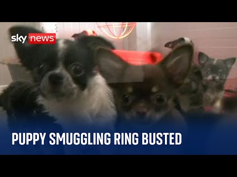 Italian police bust puppy smuggling ring