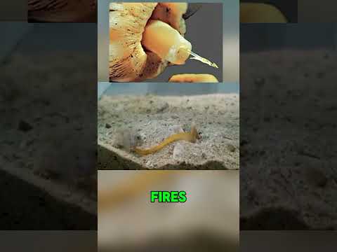 The Snail That Weaponized Insulin...