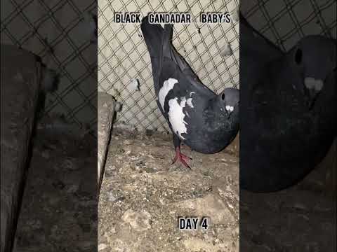 Black Gandadar baby’s #shorts#reels#pigeon#kabutar#hatching#egg#pigeonbreeding