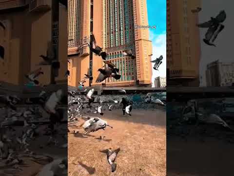 #neki ki raah #viralvideo #viralshorts #islamicquotes_p4y