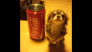 😺 Смешное видео с собаками, кошками и котятами! 🐕 Вы будете смеяться! 😸