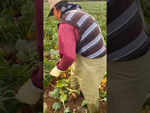 El más rápido cortando los esprados en la usa #carlosvasquez #trabajodecampo #usa #agricultura